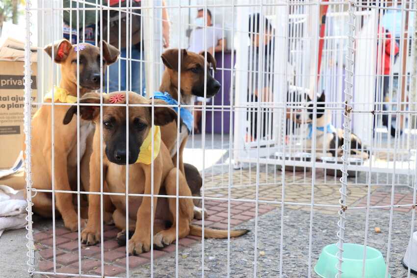 Feira de Adoção de Ribeirão Pires consegue lar para 25 cachorros