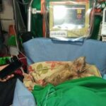 cachorra passa por atendimento médico