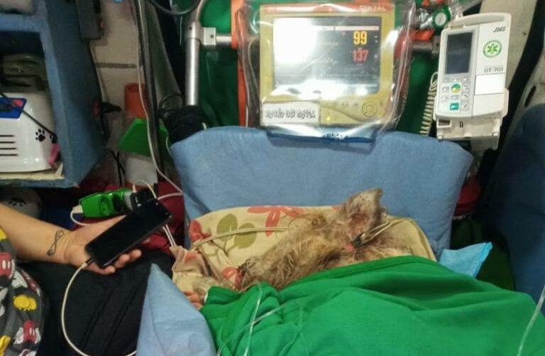 Vídeo: GCM de São Bernardo resgata cão e prende dona por maus-tratos
