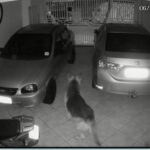 cão na garagem de casa furtada