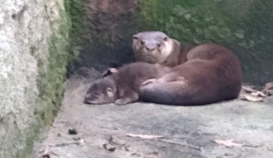 Vídeo: Zoológico de S.Bernardo tem novo morador, um filhote de lontra