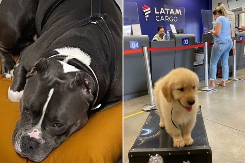 dois cachorros durante voos da companhia aérea Latam 
