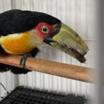 tucano de bico quebrado