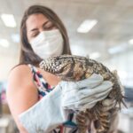 lagarto resgatado