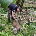 capirava em ribeirão pires