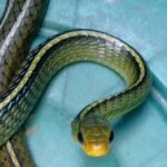 cobra