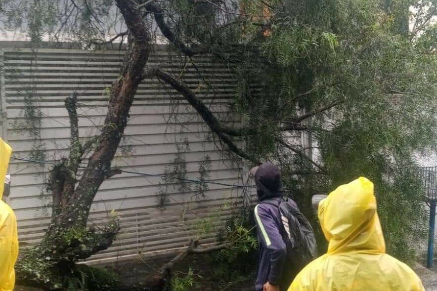 Chuva derruba árvores e muros, além de causar alagamentos no ABCD