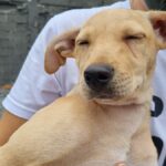 animal abandonado