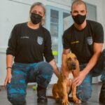 cão farejador
