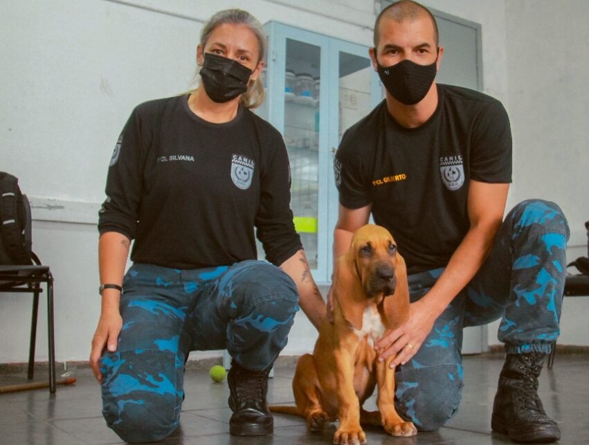 GCM de Ribeirão Pires ganha novo cão farejador