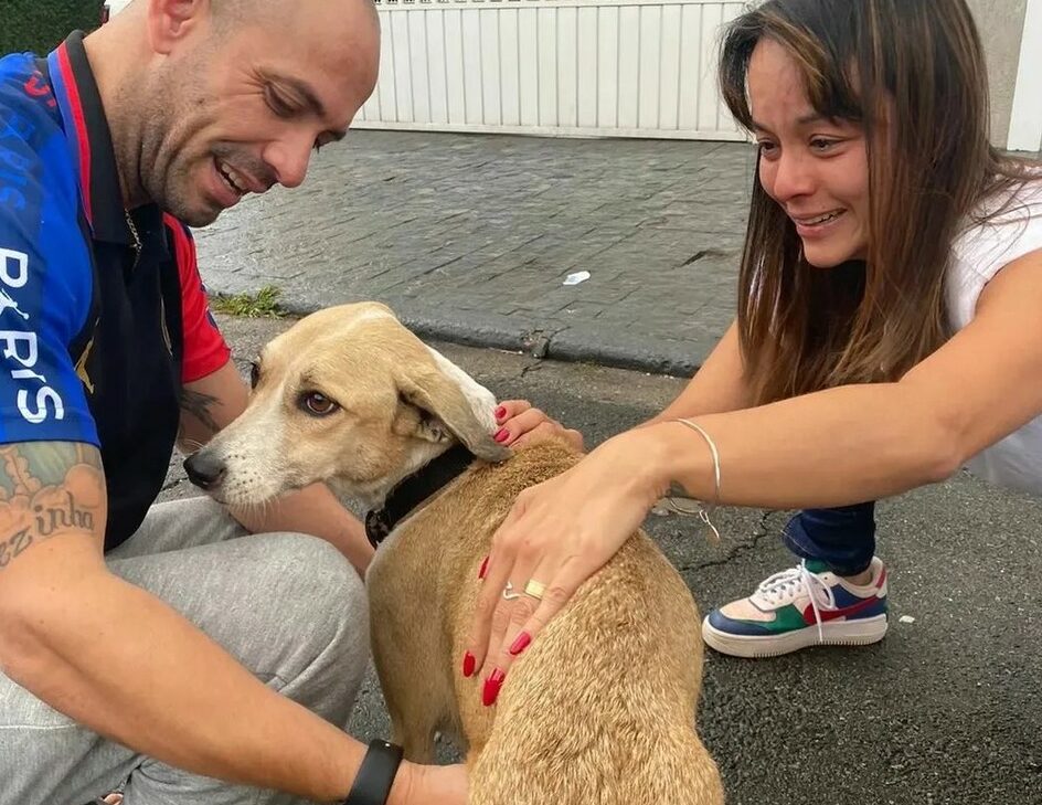 Cachorra Pandora é encontrada após 45 dias e devolvida ao dono