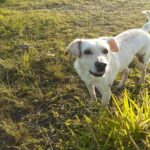 cão desaparecido