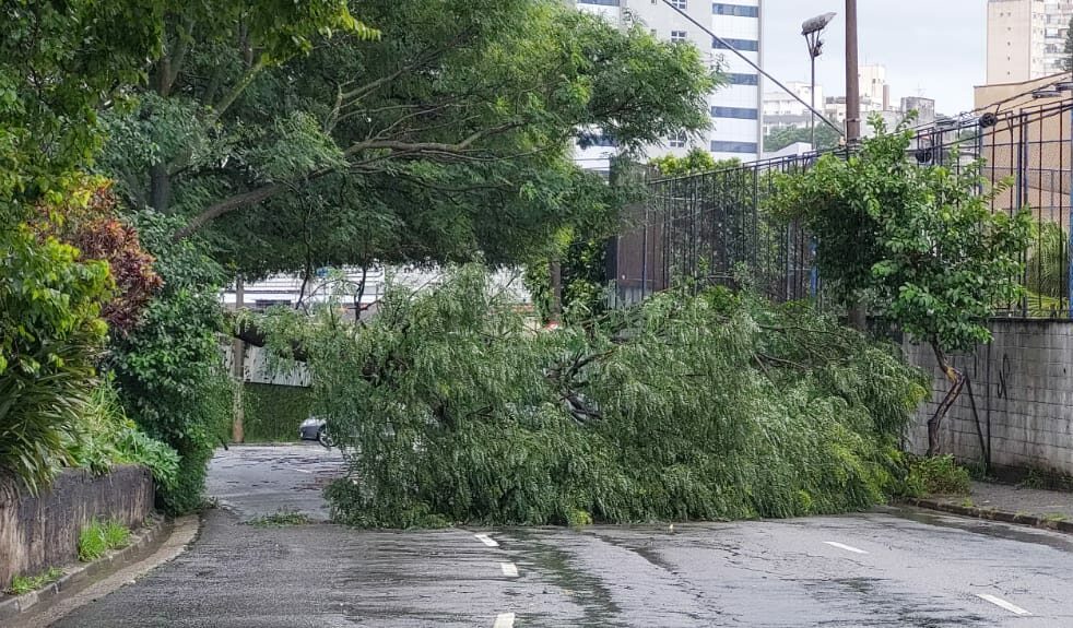 Chuva em Santo André causa queda de muro, árvores e pontos de alagamento