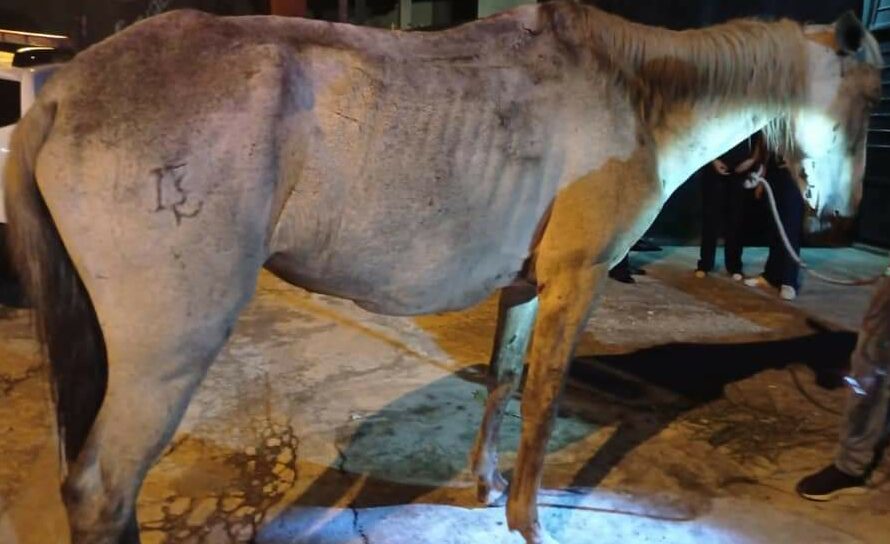 GCM de Ribeirão Pires prende homem por maltratar cavalo