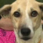 cachorra pandora