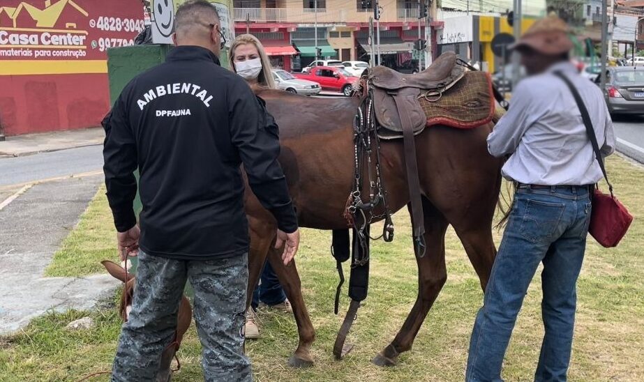 Equipe Ambiental de Ribeirão Pires salva cavalo vítima de maus-tratos