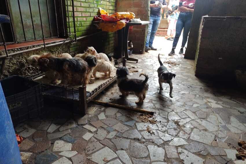Prefeitura de Rio Grande da Serra fecha canil clandestino com 45 animais