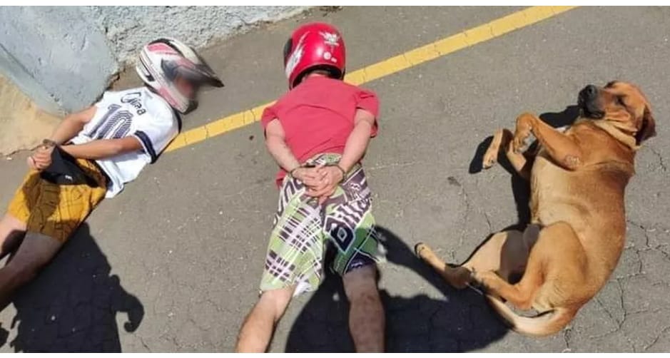Cão deita ao lado de suspeitos em abordagem e viraliza nas redes sociais