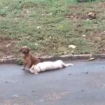 cachorros