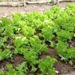 horta de ribeirão pires