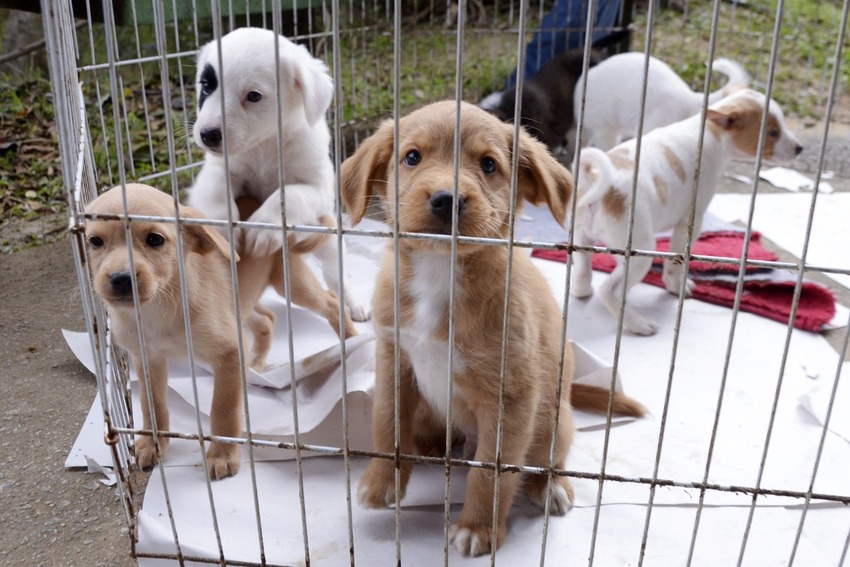 Feira de adoção em Santo André garante novo lar a 19 animais