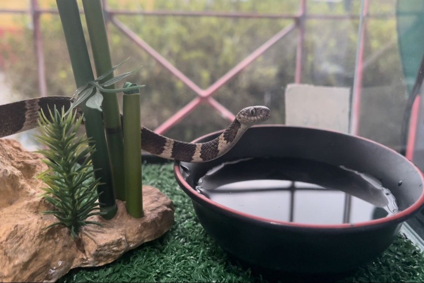 serpente capturada em residência