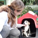 casas para animais