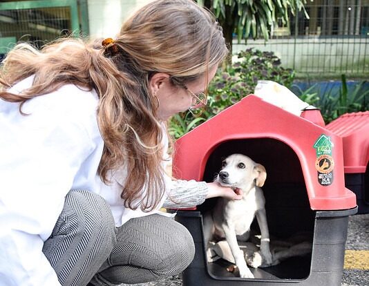 CCZ Diadema recebe doação de casas e caixas de transporte para pets