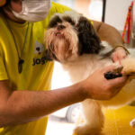 cachorro em clíni8ca veterinária
