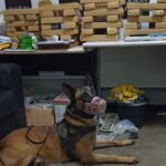 cão da GCM de São Caetano