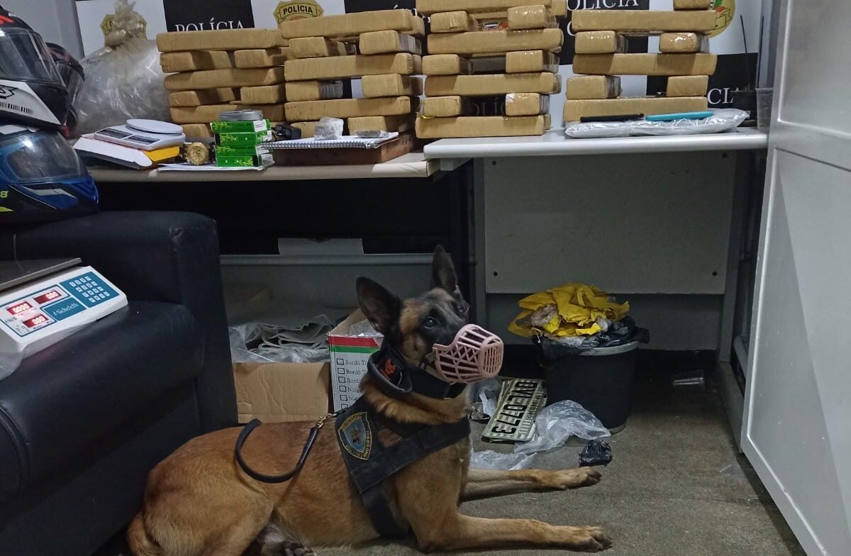 Cão da GCM de S.Caetano e Polícia localizam 70 kg de drogas em Sto.André