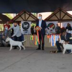 cães em exposição