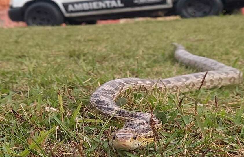 Cobra exótica originária dos Estados Unidos é capturada em Ribeirão Pires