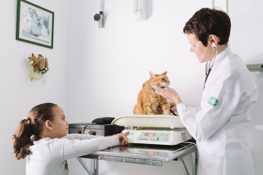 veterinária atende gato