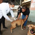 cachorro sendo vacinado
