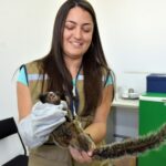 sagui na Prefeitura
