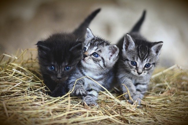 três gatinhos