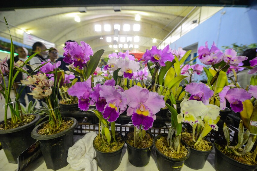 orquídeas em exposição