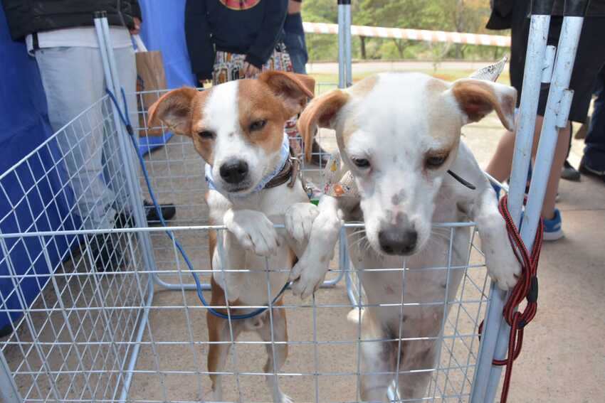 dois cachorrinhos em feira de adoção