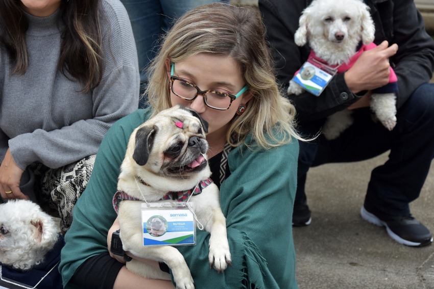 Santo André celebra Pet Day em encontro com cães na Prefeitura