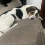 cachorra para adoção