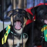 dois cachorros adotados