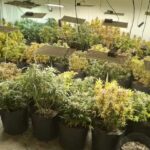 plantação de maconha em vaso