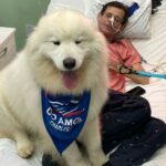 cachorro com paciente com câncer