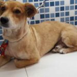 cão Bartolomeu