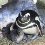 pinguins