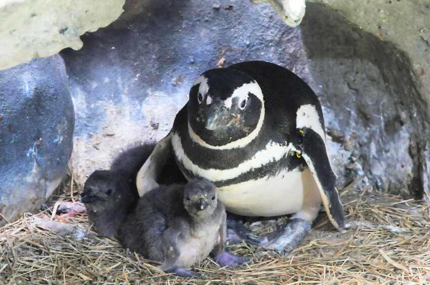 Cinco pinguins nascem na Sabina, em Santo André; Veja vídeo