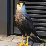 Falcão Carcará