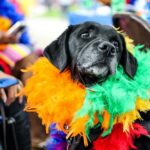 Cão com fantasia de carnaval