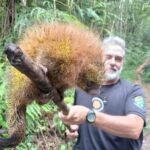 Mais de 4 mil animais resgatados